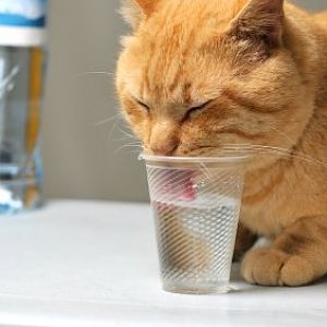 cat-drinking-from-glass.jpg