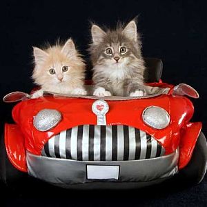 kittens-in-car.jpg