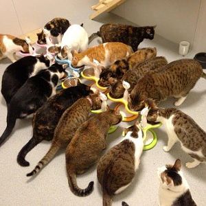 Cats-eating-from-Catswall-Multi-Cat-raised-feeders