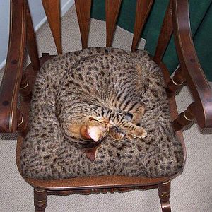 cat-camouflage-chair-r-default (1).jpg