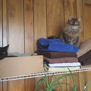 Furry towels, happy cats