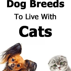Best and Worst Dog Breed to Live with Cats