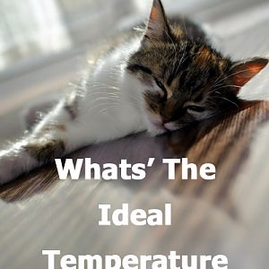 What's the ideas temperature for a cat?
