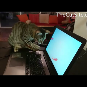 Cat fishing from laptop
