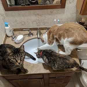 3 Cats and a Sink