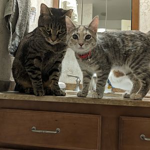 Barry and Paisley on Sink
