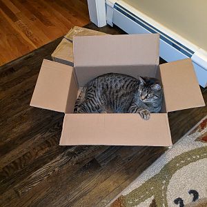 Barry In Box
