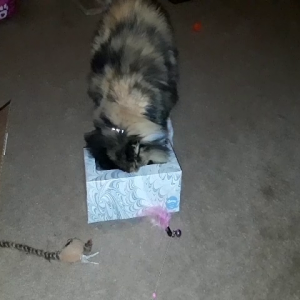Lulu and the Kleenex box.mp4