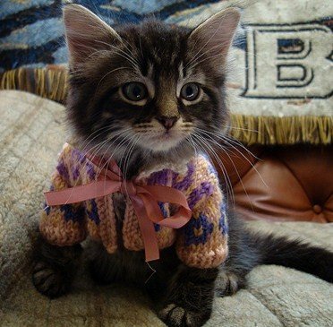 15-FEB-TT-tabby-kitten-in-sweater.jpg