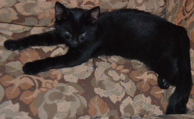 2011_black_kitten_disturbed.jpg