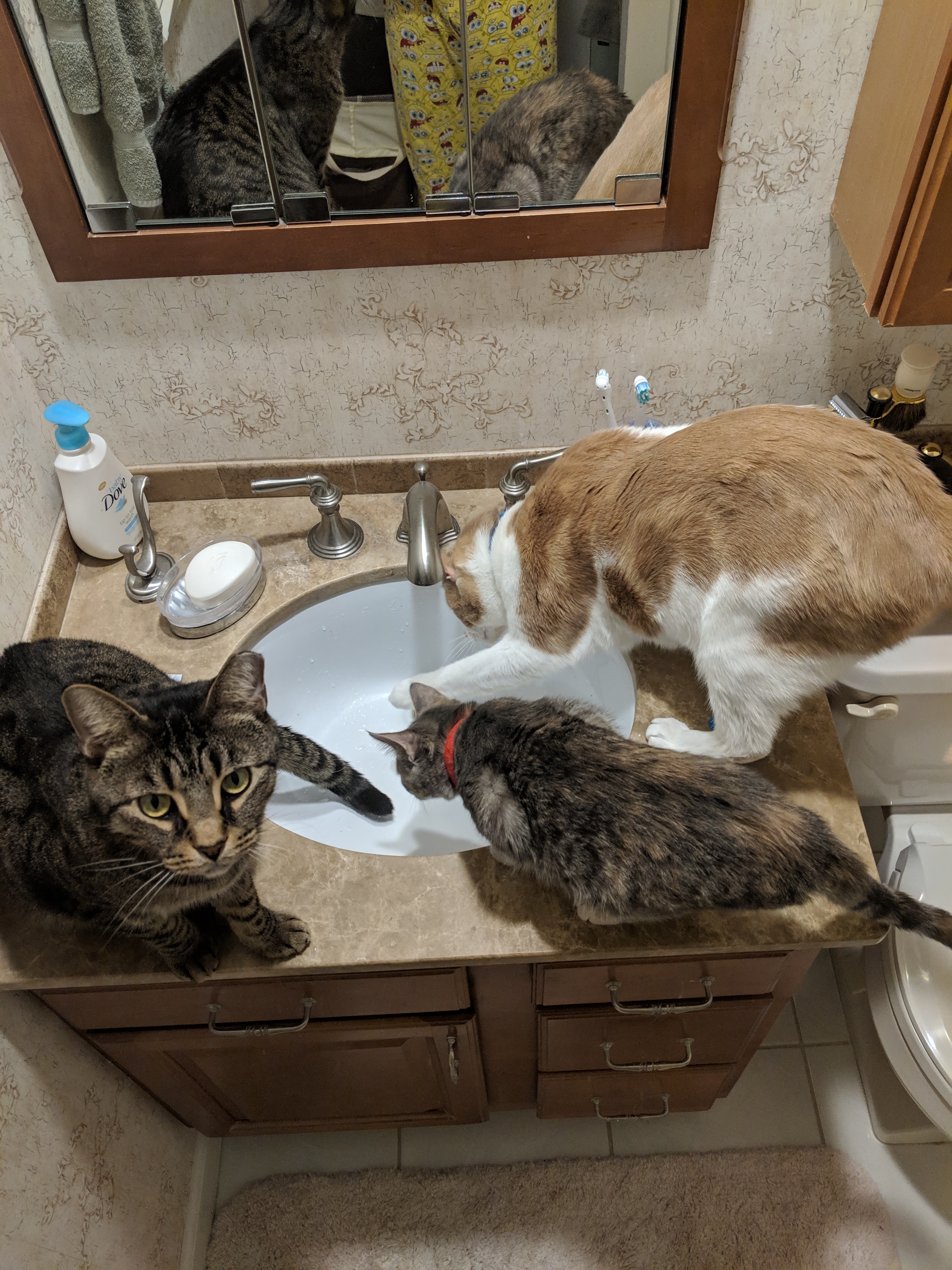 3 Cats and a Sink