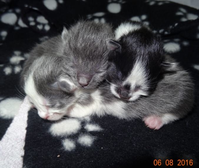 3 kittens.JPG