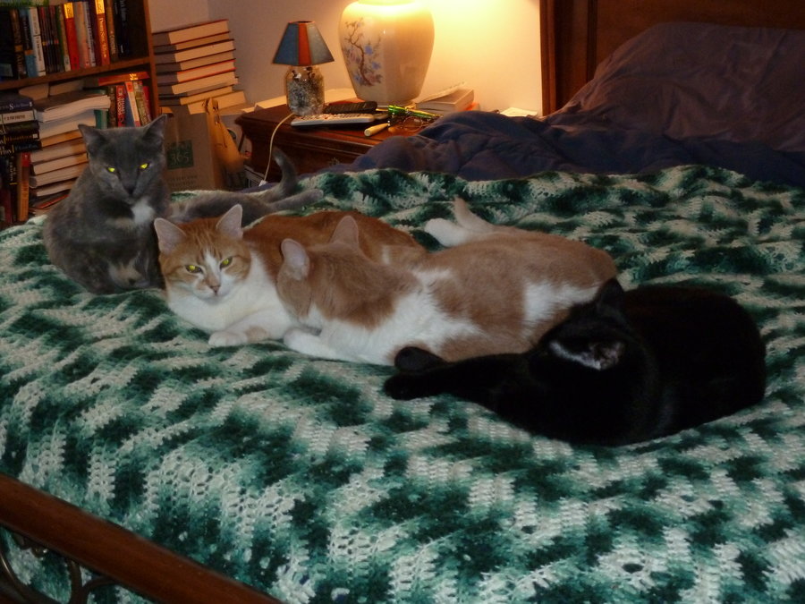 4 Kitties Bed 2.JPG