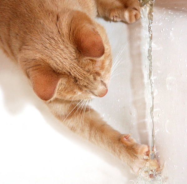 600px-cat-playing-with-water.jpg