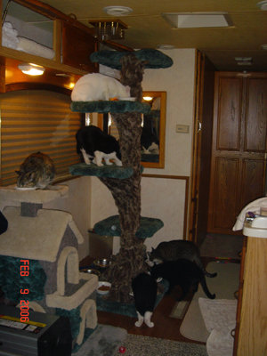 _bus trip all cats on tree.jpg
