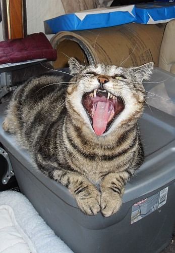 _Chumley yawning big! Feb 2011.jpg