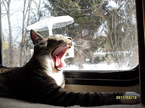 _Lazlo yawning Feb 2011.jpg