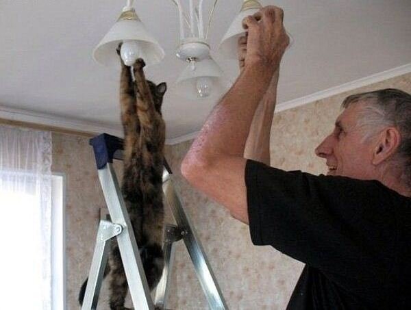 a.baa-Helping-Hand-Cat.jpg