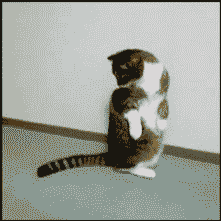 a-cat-gif-tail-attack.gif