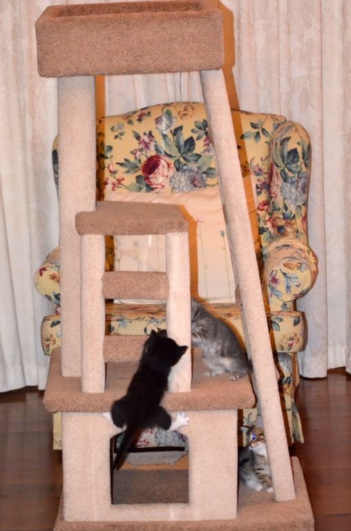 A Minstrel, Possum and Ginge try out cat tree 23 0