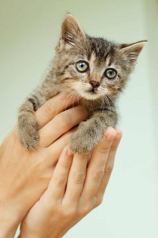 adopt-a-kitten.jpg