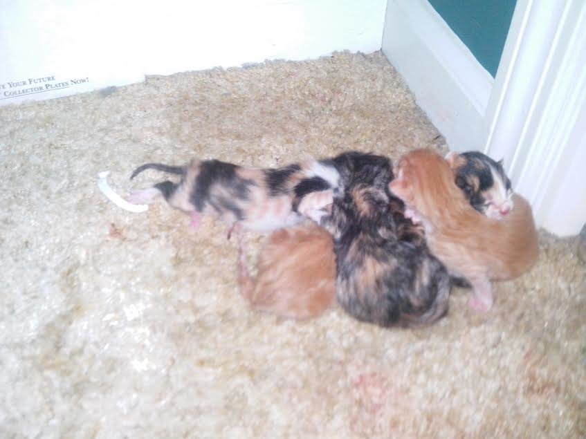 All Five Newborn Kitties.jpg