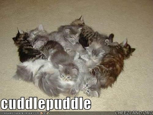 amandakat-cuddlepuddle.jpg
