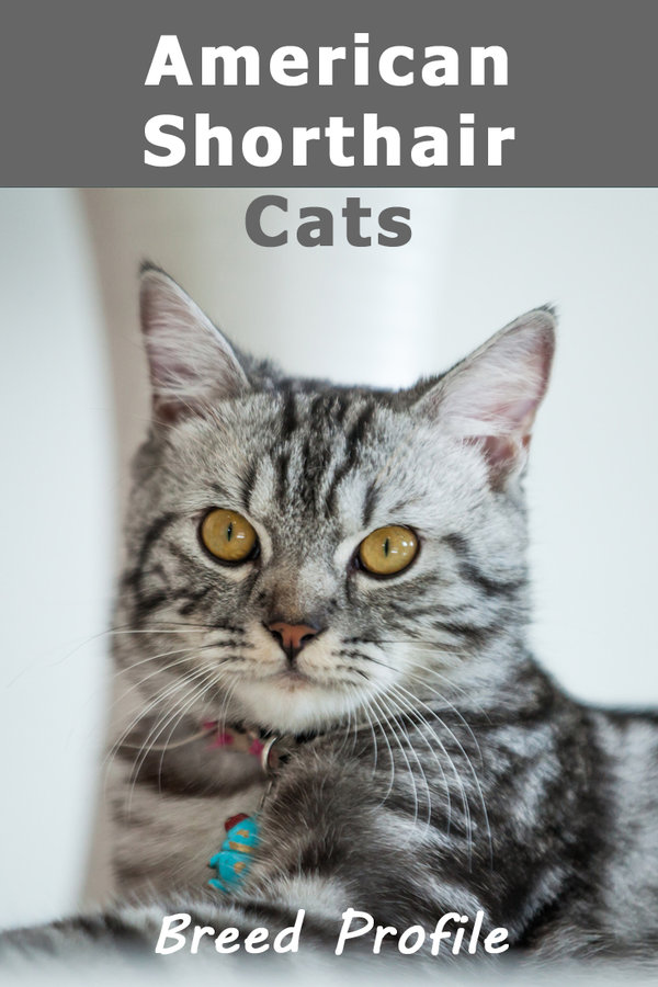 american-shorthair-cats.jpg