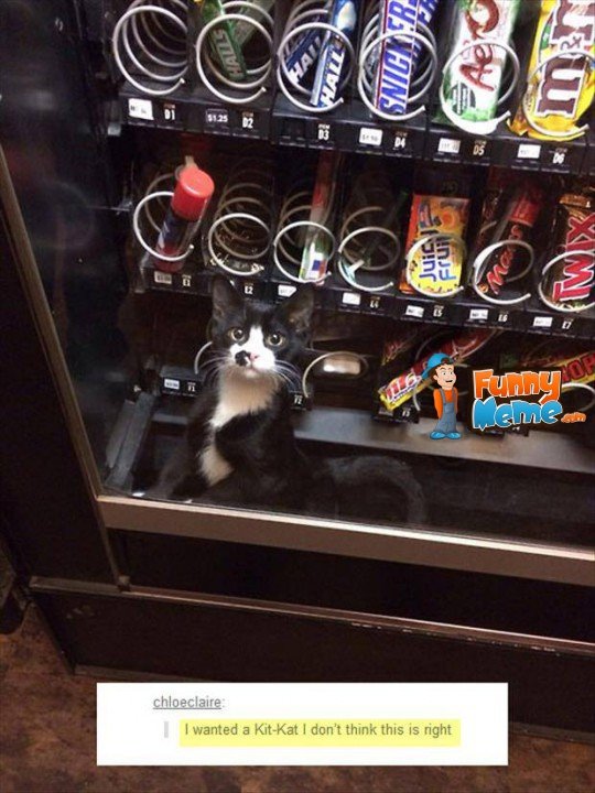 Animal-memes-cat-stuck-in-vending-machine-540x720.