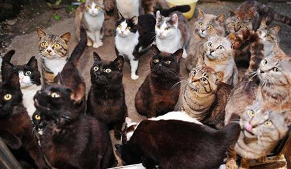 audience-many-cat-cats-island.jpg