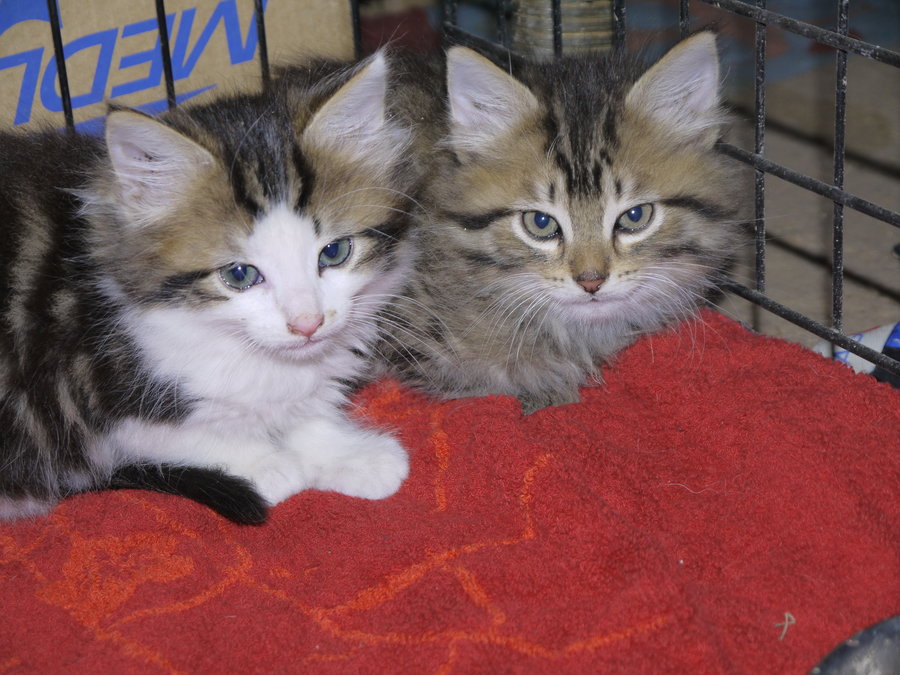 Bandanas and Kittens 033.jpg