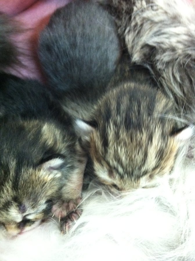 Bella & Kittens 031.jpg