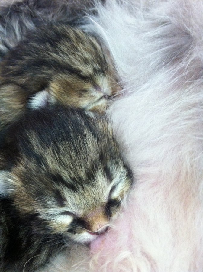 Bella & Kittens 043.jpg
