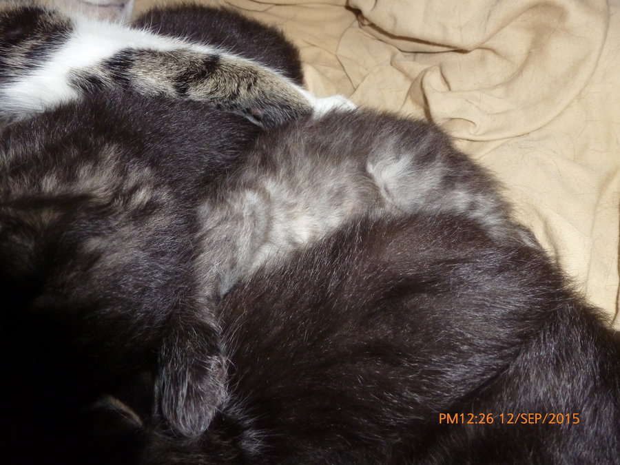 belly of black tabby in kitten pile Sept 12.jpg