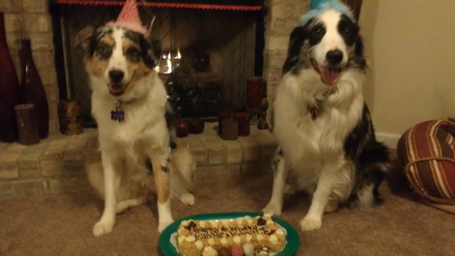 birthday puppies3.jpg