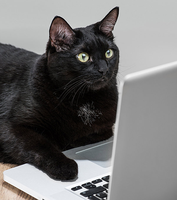 black-business-cat-laptop-119875861.jpg