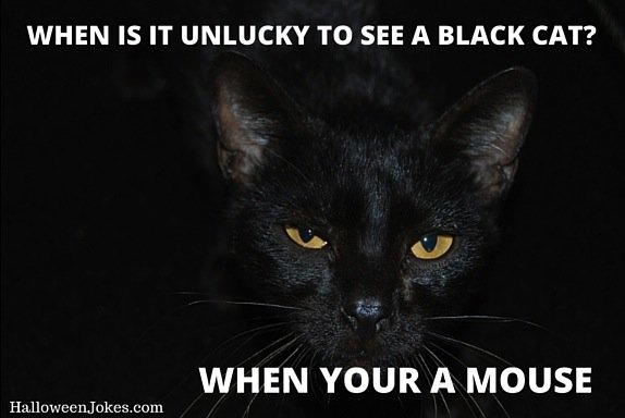 black cat 3.jpg