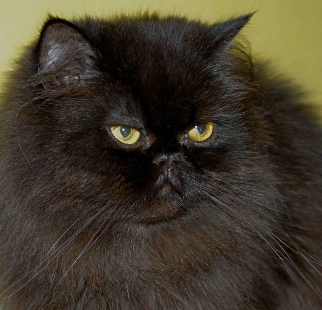 black-persian-cat-12.jpeg