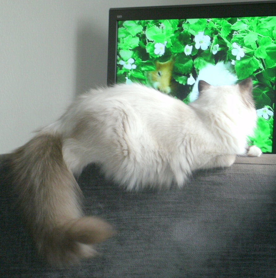 Blossom watching TV.JPG