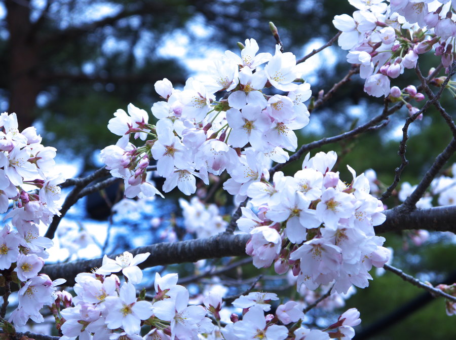 Blossom2.jpg