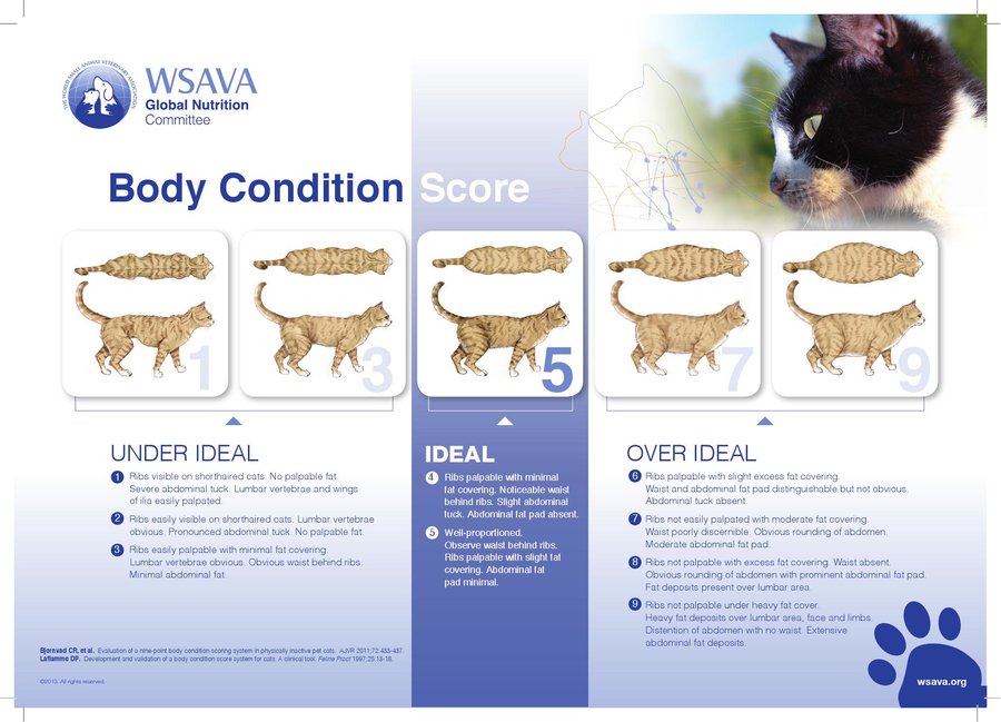 Body condition score chart cats_000001.jpg