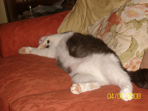 Bonaparte asleep on sofa.jpg