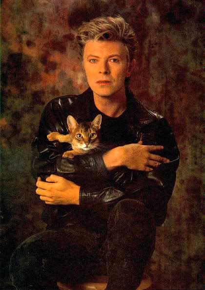 Bowie Cat.jpg