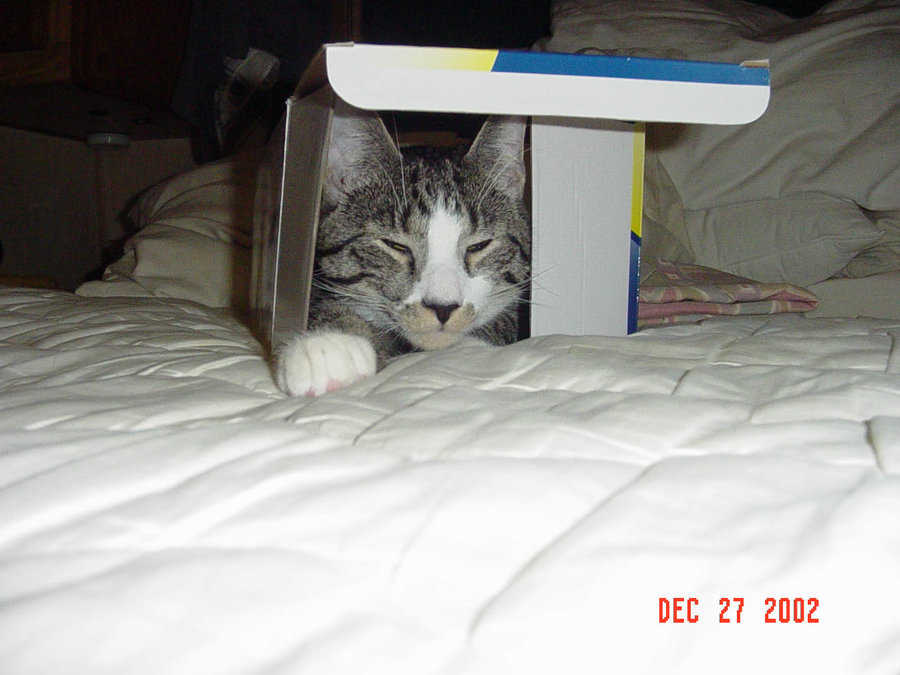 Box Lazlo happy! Dec 27 2002.jpg
