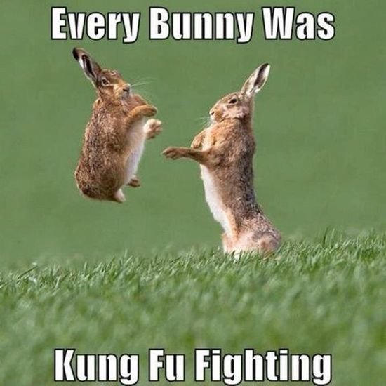 bunnykingfu.jpg