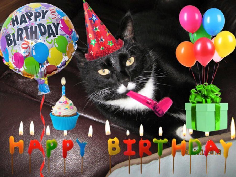 cake_not_birthday_cat_tuxedo.jpg