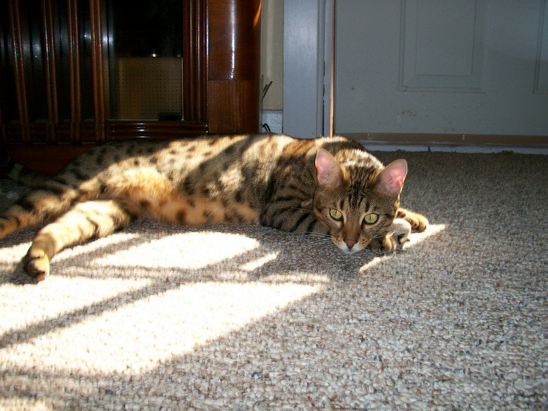 cat%20041-L.jpg