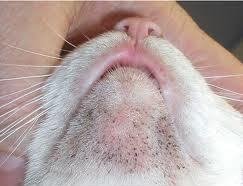 cat-acne.jpg