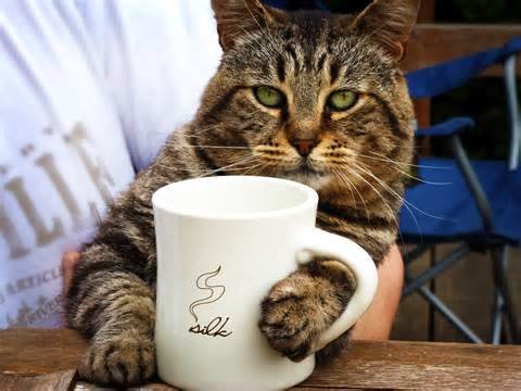 cat-and-coffee.jpg
