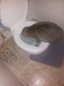 cat and toilet Honey.jpg